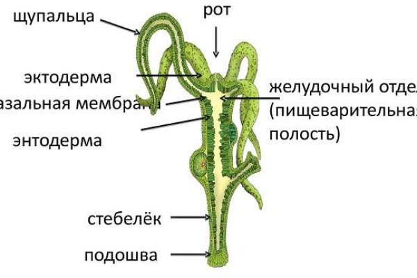 Кракен тор krakendark krakendark link